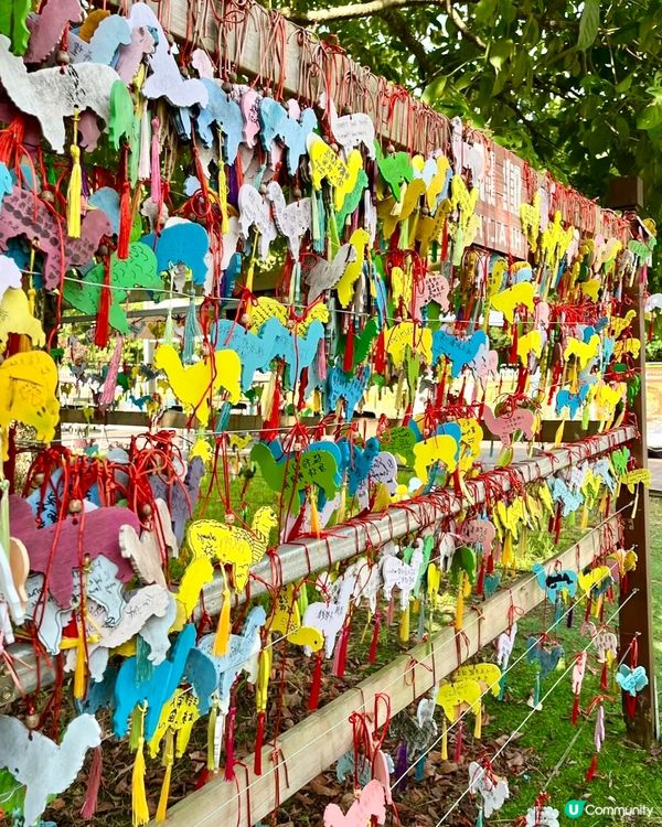 假期推介✅大埔蝶豆花園親子遊