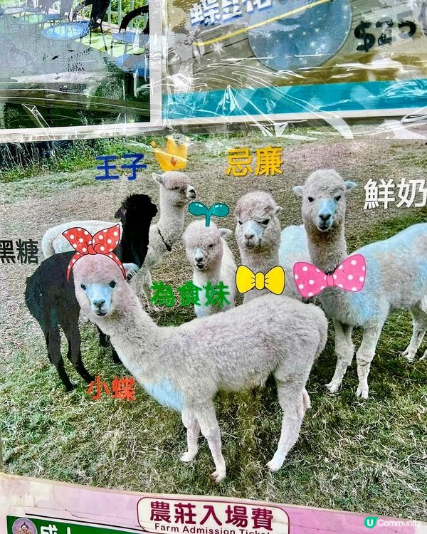 假期推介✅大埔蝶豆花園親子遊