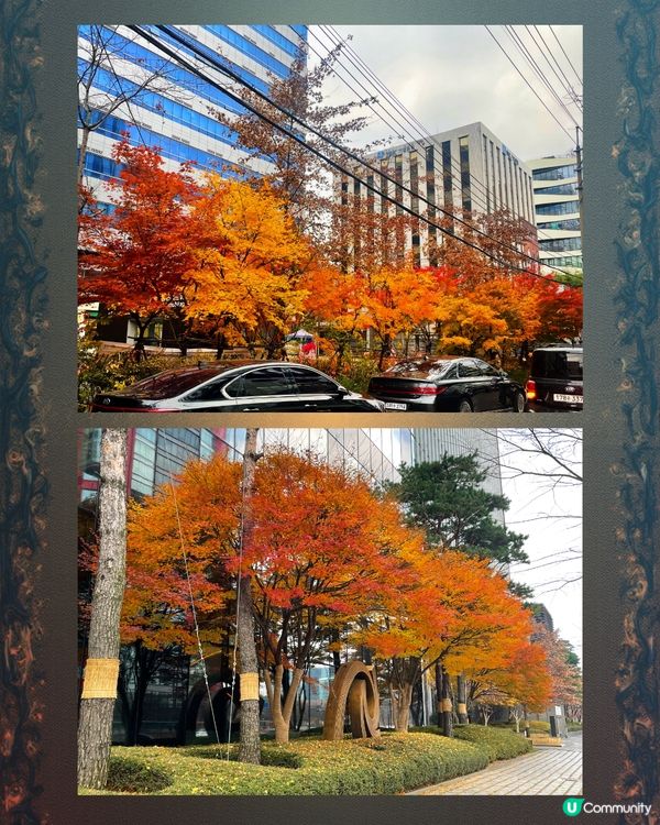 韓國賞楓🍁遊記！紅葉靚到爆！😍