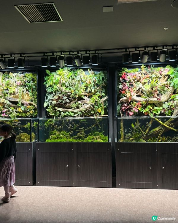 🐟🐠 廣島最新景點：Aqua Alive Museum水族館
