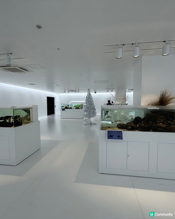 🐟🐠 廣島最新景點：Aqua Alive Museum水族館