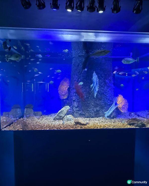 🐟🐠 廣島最新景點：Aqua Alive Museum水族館