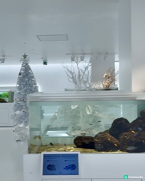 廣島 Pacela 商場：12月聖誕氣氛滿滿 🎄