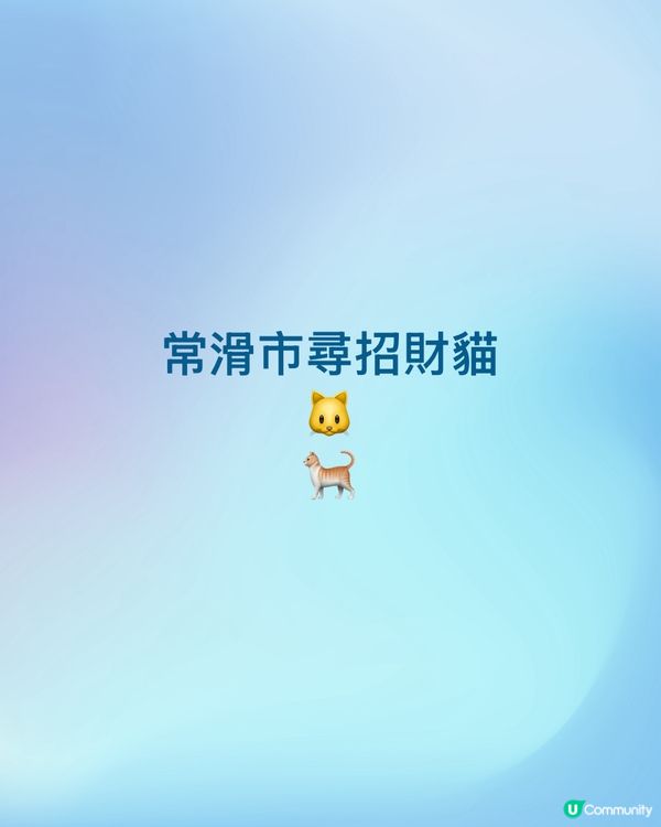 常滑市尋貓記