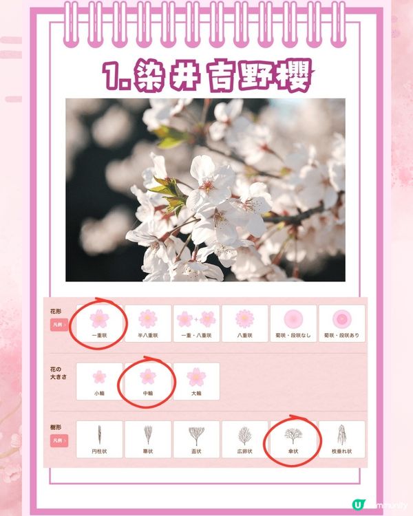 【2026日本賞櫻全攻略】首波預測出爐！東京名古屋率先開跑 ！教你分辨4大常見品種🌸