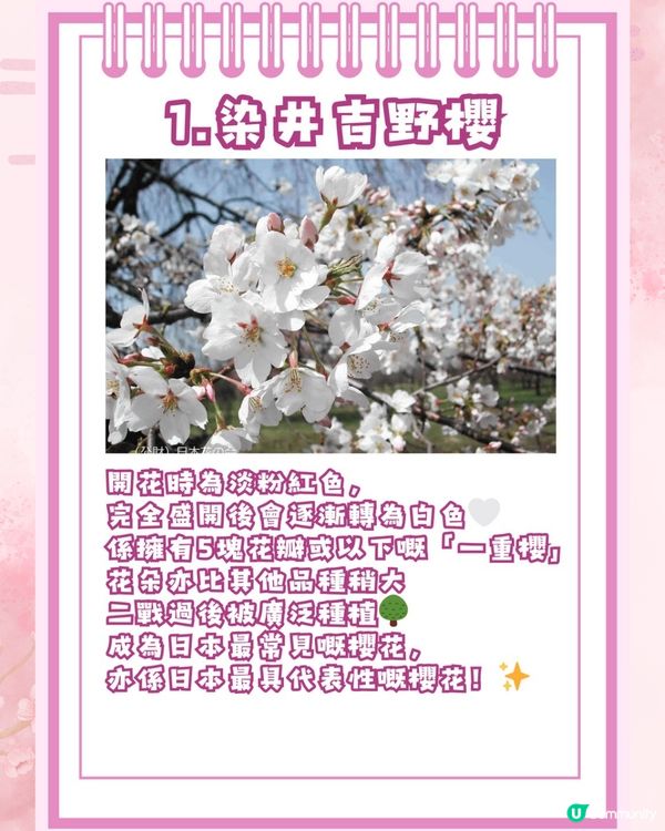 【2026日本賞櫻全攻略】首波預測出爐！東京名古屋率先開跑 ！教你分辨4大常見品種🌸