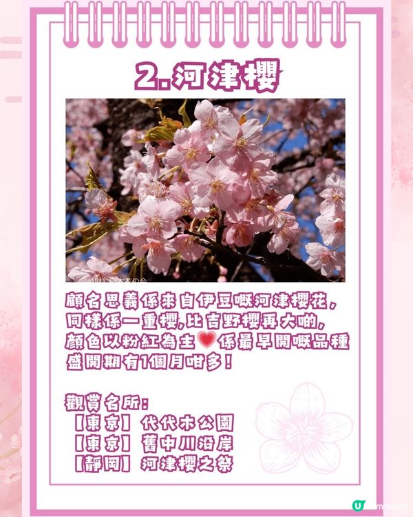 【2026日本賞櫻全攻略】首波預測出爐！東京名古屋率先開跑 ！教你分辨4大常見品種🌸