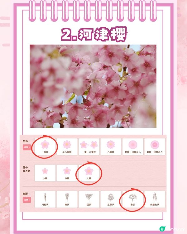 【2026日本賞櫻全攻略】首波預測出爐！東京名古屋率先開跑 ！教你分辨4大常見品種🌸