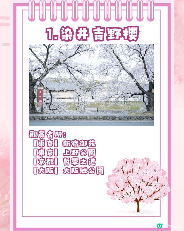 【2026日本賞櫻全攻略】首波預測出爐！東京名古屋率先開跑 ！教你分辨4大常見品種🌸