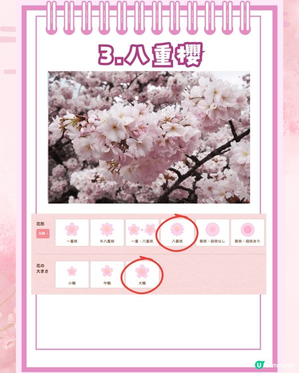 【2026日本賞櫻全攻略】首波預測出爐！東京名古屋率先開跑 ！教你分辨4大常見品種🌸