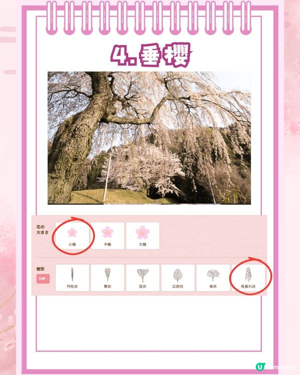 【2026日本賞櫻全攻略】首波預測出爐！東京名古屋率先開跑 ！教你分辨4大常見品種🌸