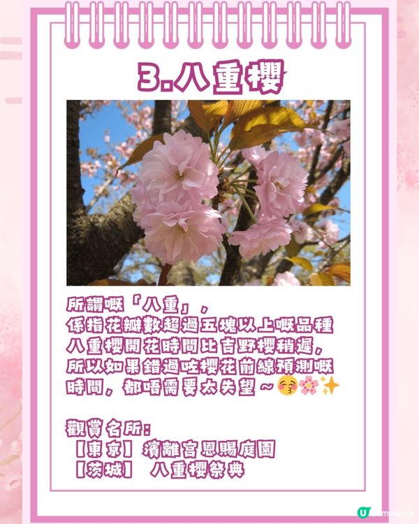 【2026日本賞櫻全攻略】首波預測出爐！東京名古屋率先開跑 ！教你分辨4大常見品種🌸