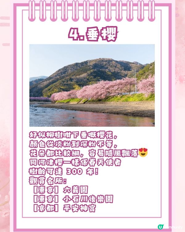 【2026日本賞櫻全攻略】首波預測出爐！東京名古屋率先開跑 ！教你分辨4大常見品種🌸