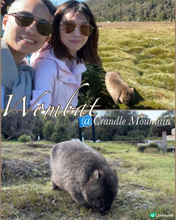 搖籃山兩日遊⛰️！野生袋熊超萌😍！交通攻略！🚌
