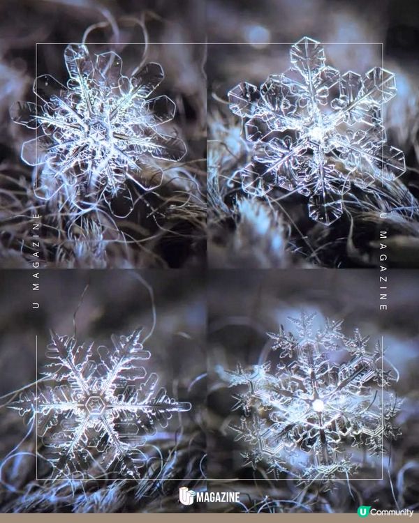 《Frozen》現實版！攝影師鏡頭下的雪花