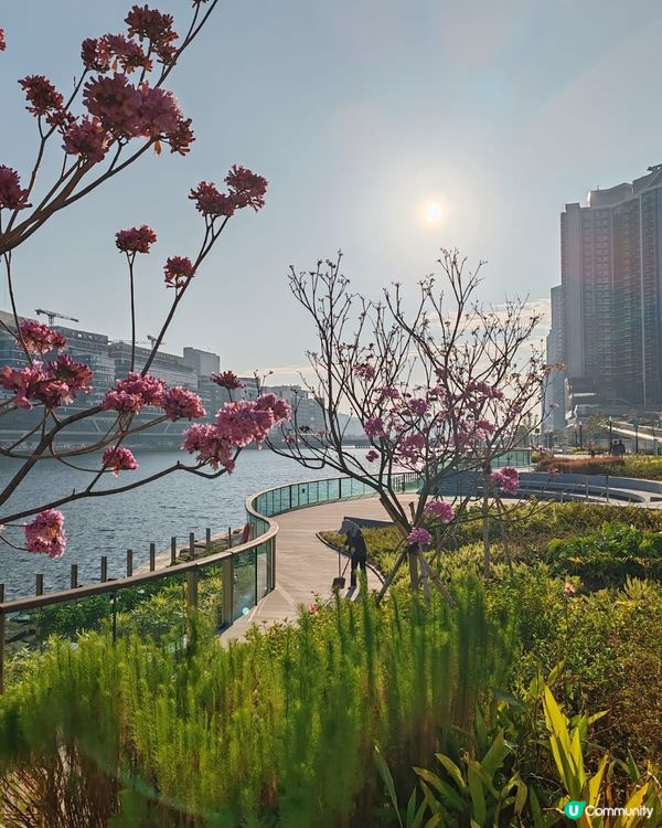香港靚景