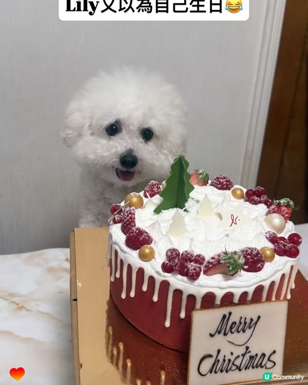聖誕蛋糕🍰