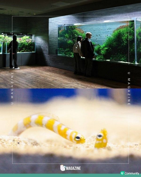 東京水族館驚現花園鰻主題聖誕樹| 過千隻花園鰻公仔組成、限定周邊同步發售