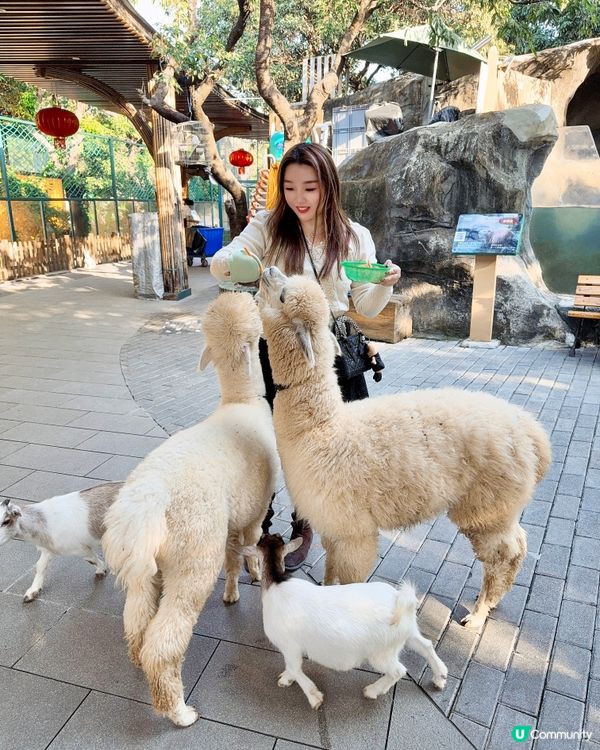 聖誕去深圳親親大自然！