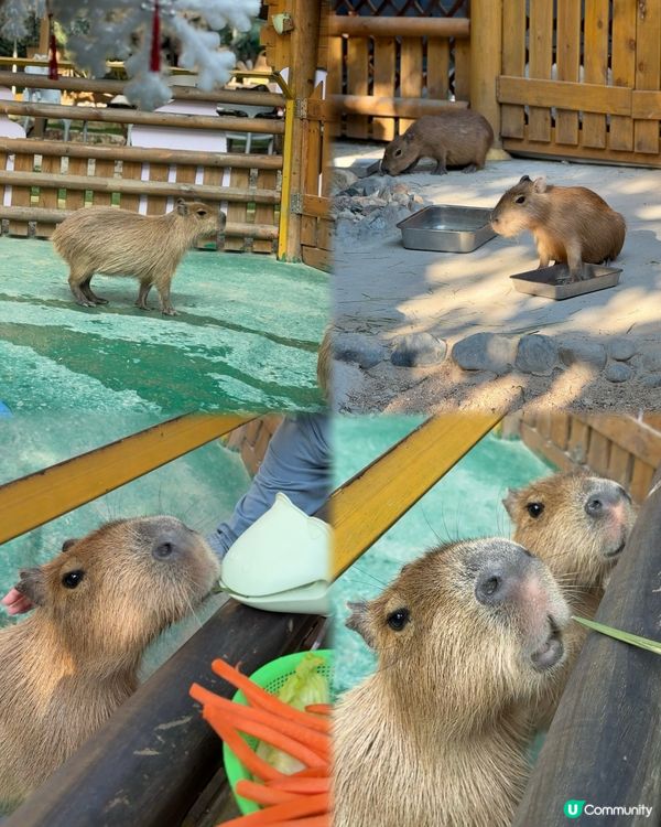 聖誕去深圳親親大自然！