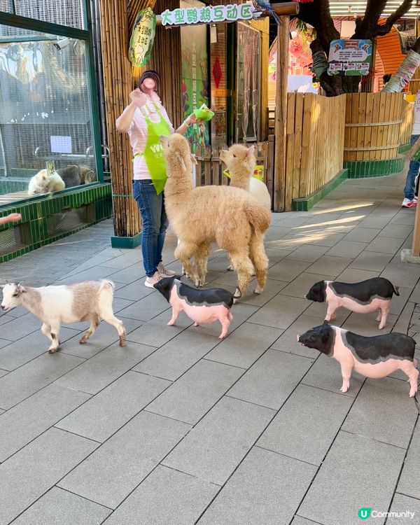 聖誕去深圳親親大自然！