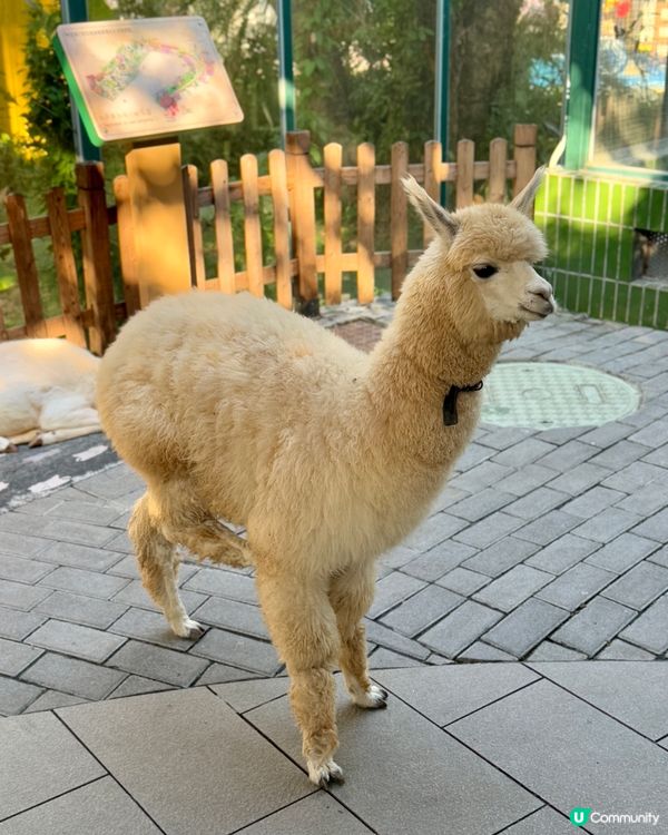 聖誕去深圳親親大自然！