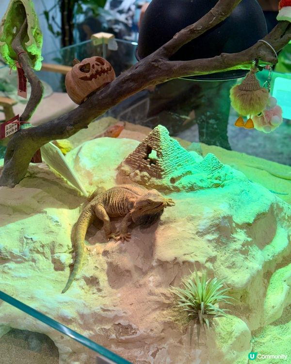 聖誕去深圳親親大自然！