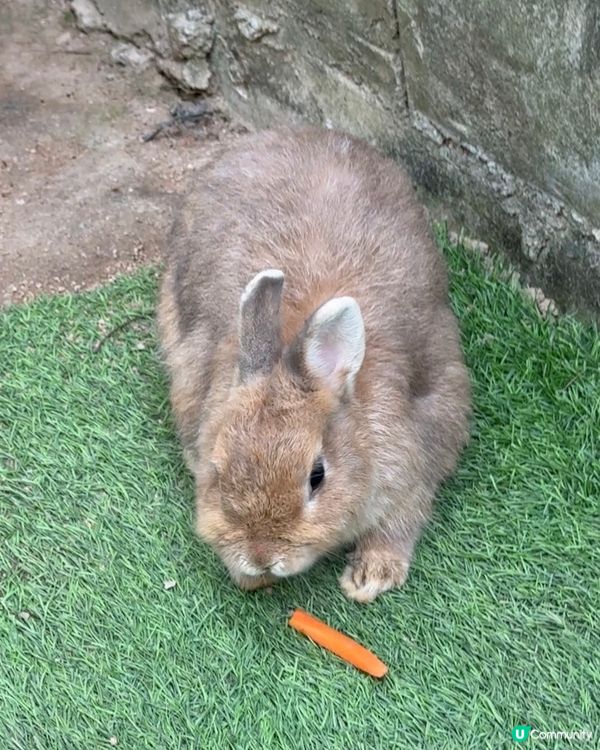 聖誕去深圳親親大自然！