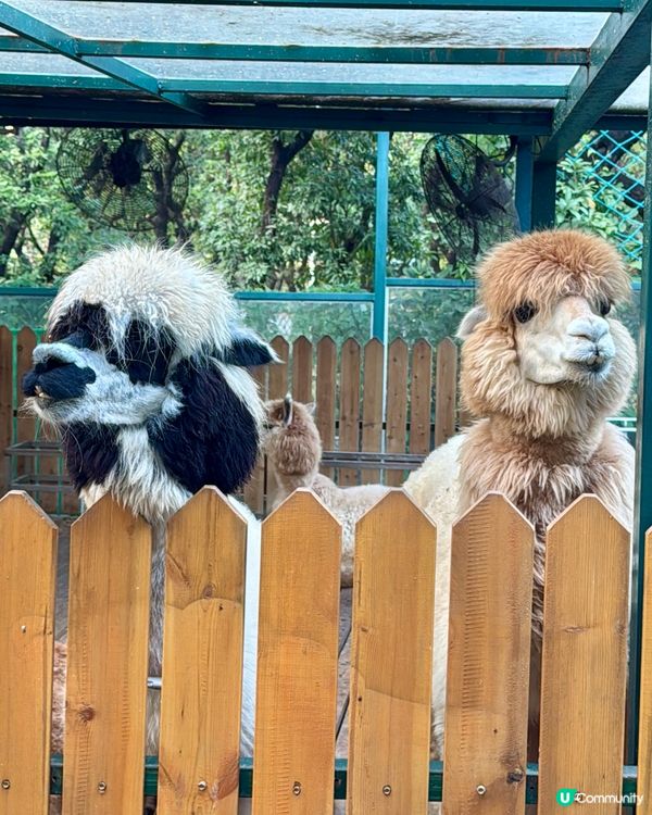 聖誕去深圳親親大自然！