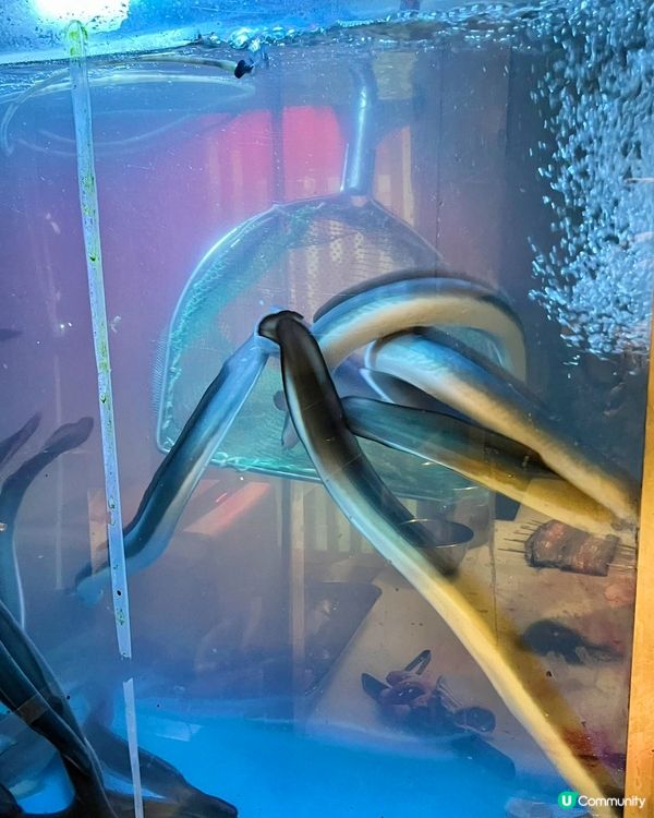 深圳隱藏美食：穿越口岸找鰻香！