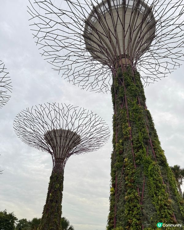 新加坡快閃遊Day 2！牛車水+濱海灣花園🤩