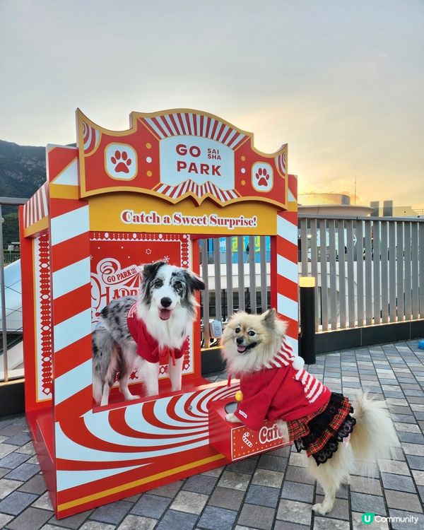 西沙冬日樂園🎄！毛孩聖誕必去！🎠