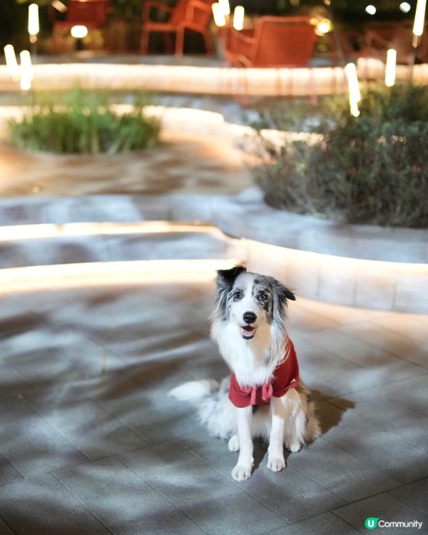 西沙冬日樂園🎄！毛孩聖誕必去！🎠