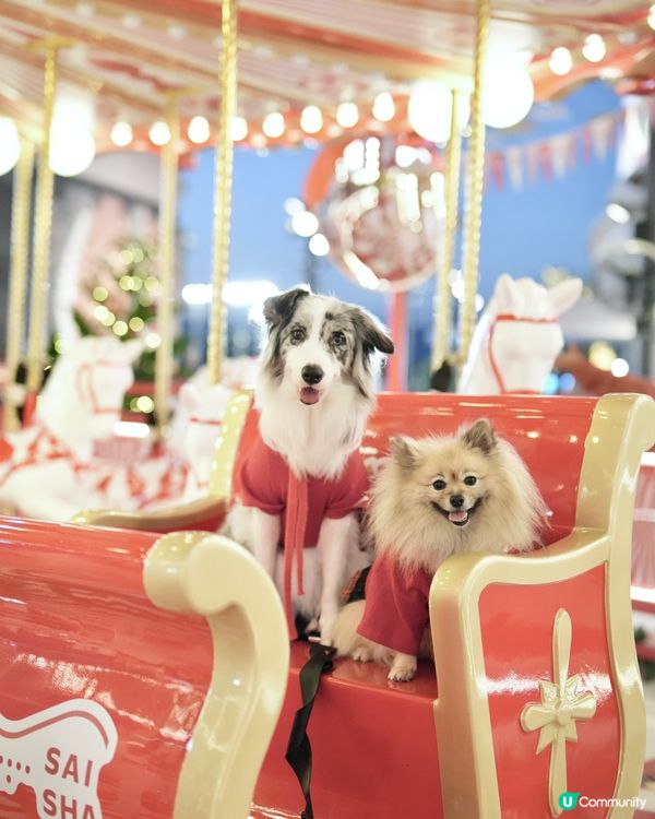 西沙冬日樂園🎄！毛孩聖誕必去！🎠