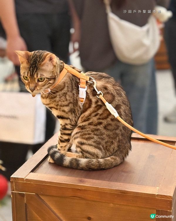 沙田戶外聖誕市集
