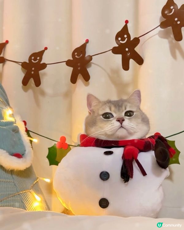 🎄 Meowy Christmas 🎄 