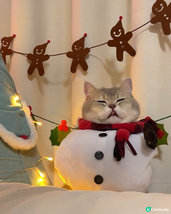 🎄 Meowy Christmas 🎄 