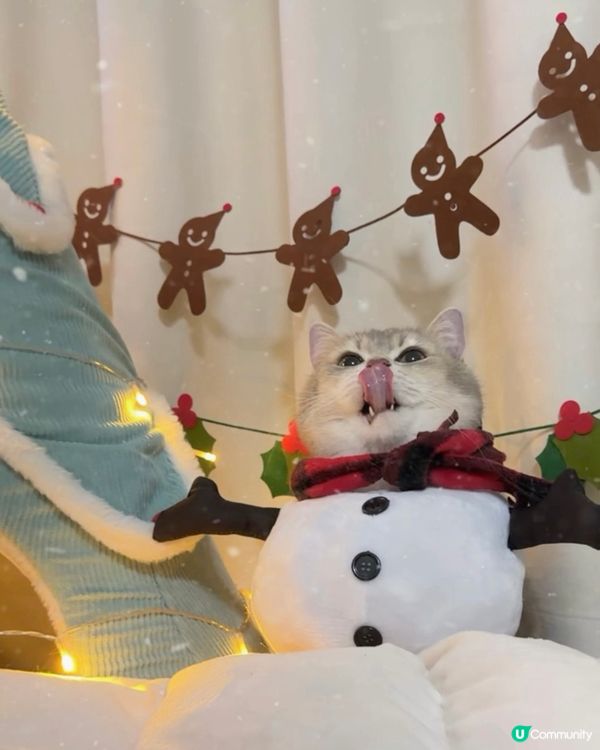 🎄 Meowy Christmas 🎄 