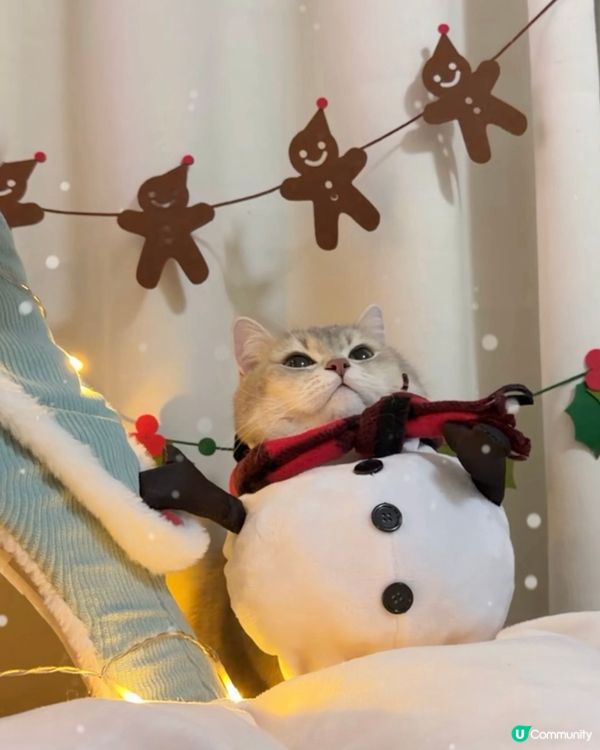 🎄 Meowy Christmas 🎄 