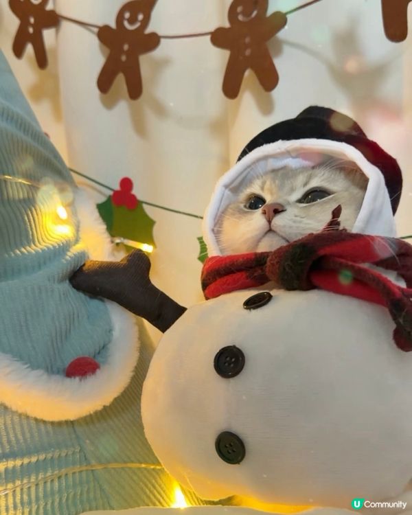 🎄 Meowy Christmas 🎄 