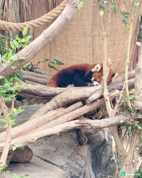 🐼❄️薯仔迷衝海洋公園