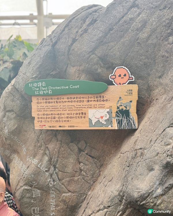 🐼❄️薯仔迷衝海洋公園