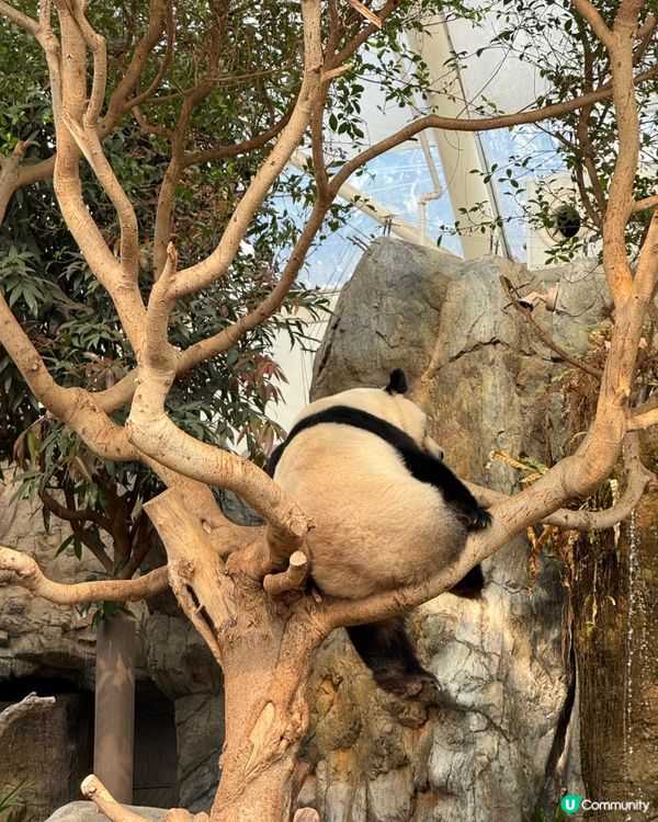 🐼❄️薯仔迷衝海洋公園