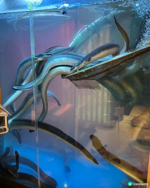 尋味之旅！樓上炭燒鰻魚😋！