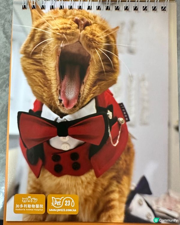 🐶💖 香港寵物店真心推薦