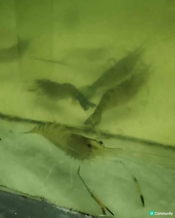 深夜釣蝦過手癮，收穫的從來不是蝦