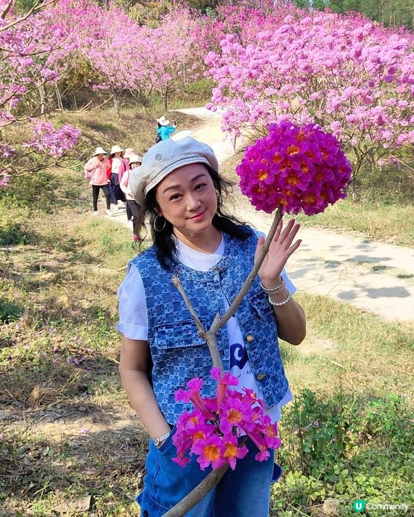 🌸我愛花花之🌸江門紫花風鈴🌸粉紅花海勁過京都🌸🤩 