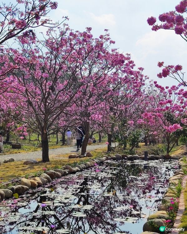 🌸我愛花花之🌸江門紫花風鈴🌸粉紅花海勁過京都🌸🤩 