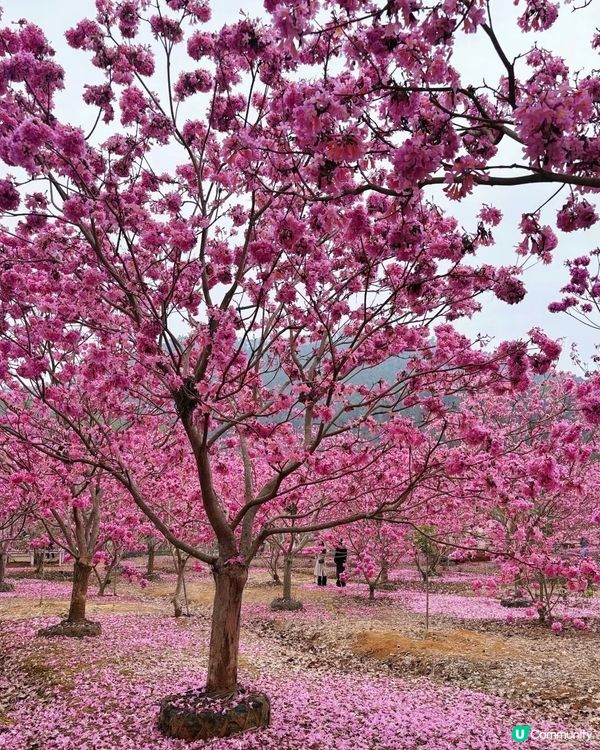 🌸我愛花花之🌸江門紫花風鈴🌸粉紅花海勁過京都🌸🤩 