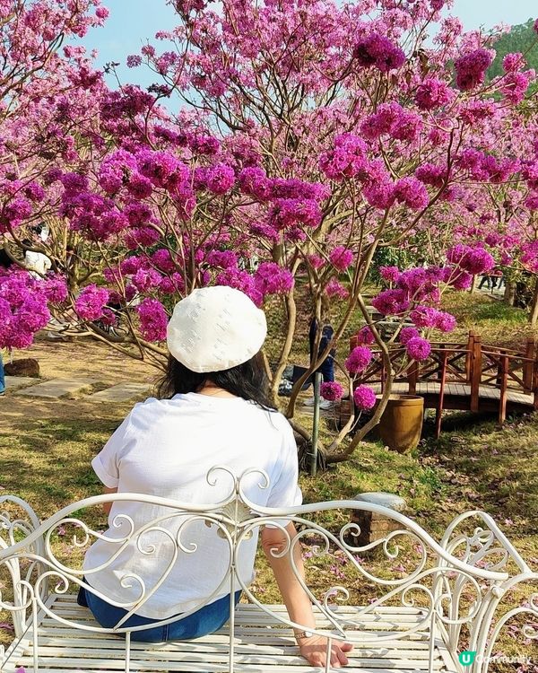 🌸我愛花花之🌸江門紫花風鈴🌸粉紅花海勁過京都🌸🤩 